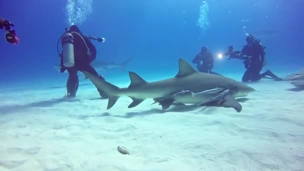 水下鲨鱼潜水在老虎海滩的沙子底部巴哈马. — 图库视频影像