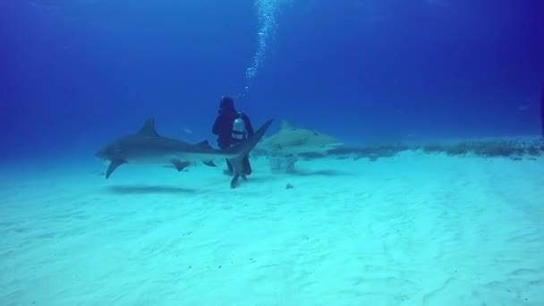 Mergulho com tubarão subaquático no fundo arenoso de Tiger Beach Bahamas . — Vídeo de Stock