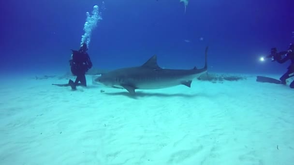 Big Bull Shark com mergulhadores subaquáticos no fundo arenoso de Tiger Beach Bahamas . — Vídeo de Stock