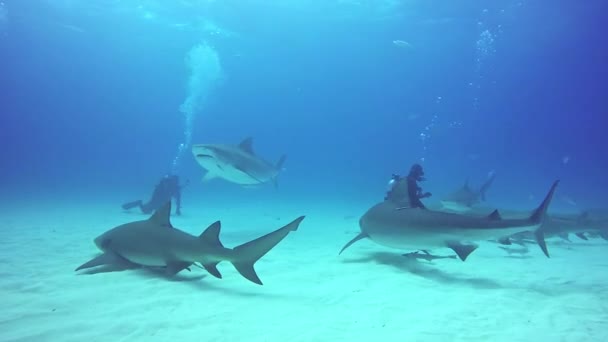 Big Bull Shark com mergulhadores subaquáticos no fundo arenoso de Tiger Beach Bahamas . — Vídeo de Stock