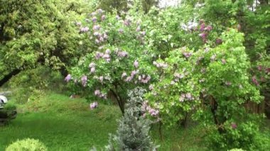 Kamp Fernsteinsee Nassereith Fernpass, yeşil dağ.