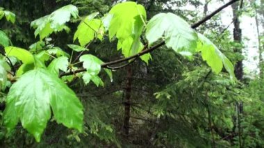 Sonra yağmur yeşil doğa.