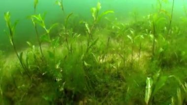 Fernsteinsee dağ gölü sualtı Tirol Avusturya.