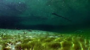 Fernsteinsee dağ gölü sualtı Tirol Avusturya.