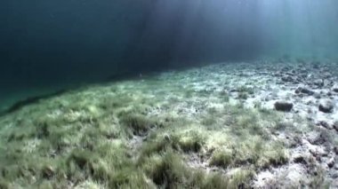 Ağaç ve otların arasında Fernsteinsee Gölü sualtı manzara parçaları.