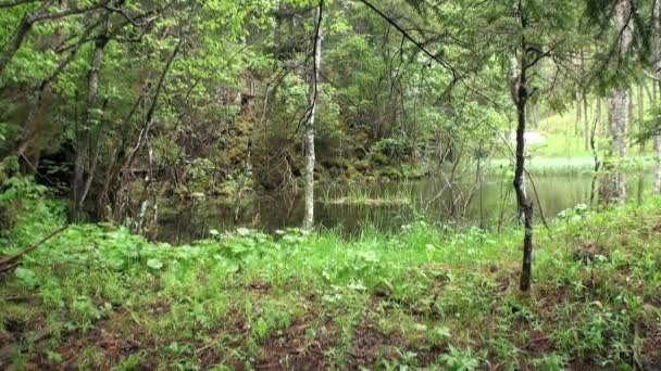 Regn på gröna skogssjö på Fernpass i Nassereith Österrike. — Stockvideo