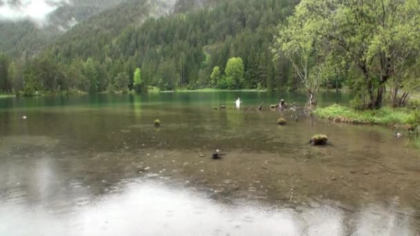 Bílá labuť plave na zelené horské jezero Fernsteinsee v deštivém počasí. — Stock video