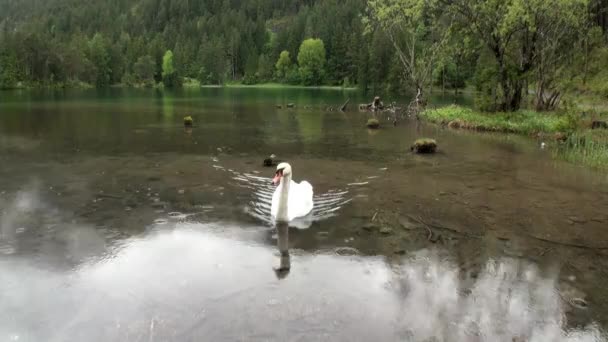 Білий лебідь плаває на зелену гірському озері Fernsteinsee в дощову погоду. — стокове відео