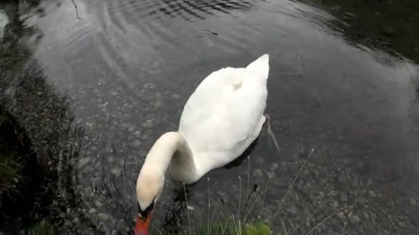 Fehér hattyú úszik a Fernsteinsee zöld hegyi tó esős Időjárás. — Stock videók