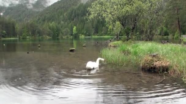 Белый лебедь плавает на зеленом горном озере Фернштайнзе в дождливую погоду . — стоковое видео