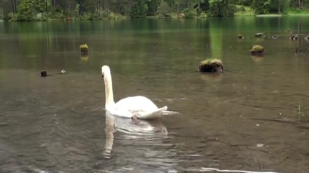 Witte zwaan zwemt op Fernsteinsee groene bergmeer in de regen. — Stockvideo