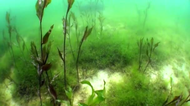 Fernsteinsee dağ gölü sualtı Tirol Avusturya. — Stok video