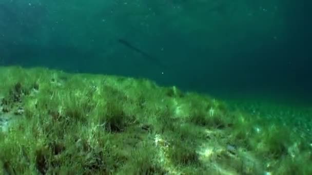 Fernsteinsee bergsee unterwasser tirol österreich. — Stockvideo