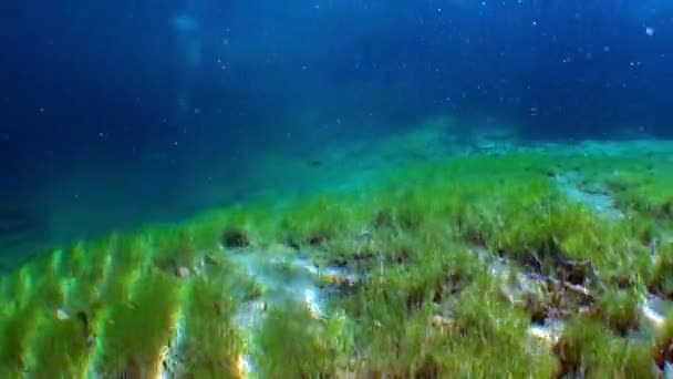 Fernsteinsee bergsee unterwasser tirol österreich. — Stockvideo