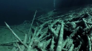 Ağaç ve otların arasında Fernsteinsee Gölü sualtı manzara parçaları.
