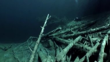 Ağaç ve otların arasında Fernsteinsee Gölü sualtı manzara parçaları.
