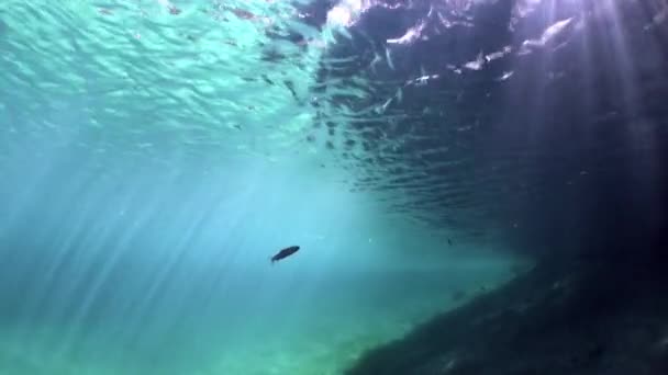 Fragmenty ze stromů a trávy v podvodní krajiny jezero Fernsteinsee. — Stock video