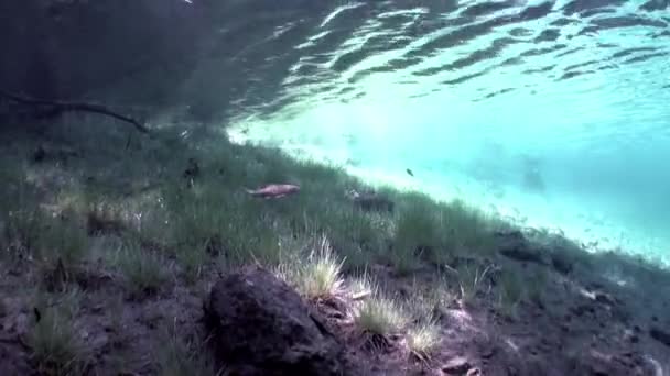 Fragmentos de árvores e grama na paisagem subaquática do lago Fernsteinsee . — Vídeo de Stock