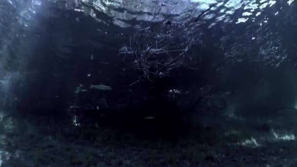 Fragmentos de árboles y hierba en el paisaje submarino del lago Fernsteinsee . — Vídeo de stock