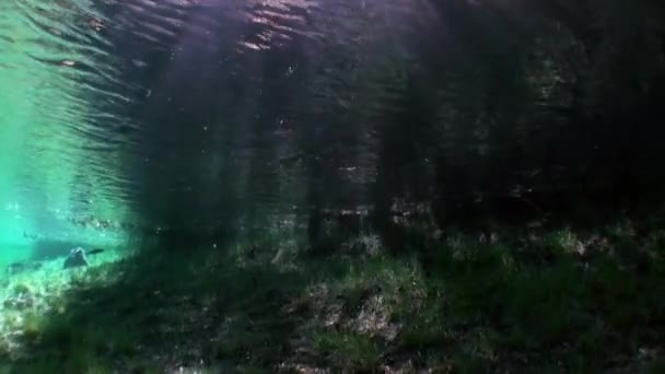 Fragmenten van de bomen en gras in onderwater landschap van Fernsteinsee meer. — Stockvideo