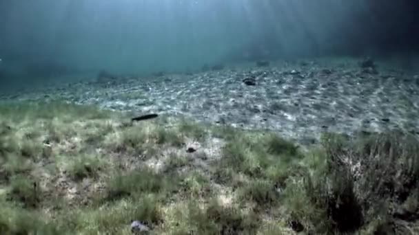 Fragmenty ze stromů a trávy v podvodní krajiny jezero Fernsteinsee. — Stock video
