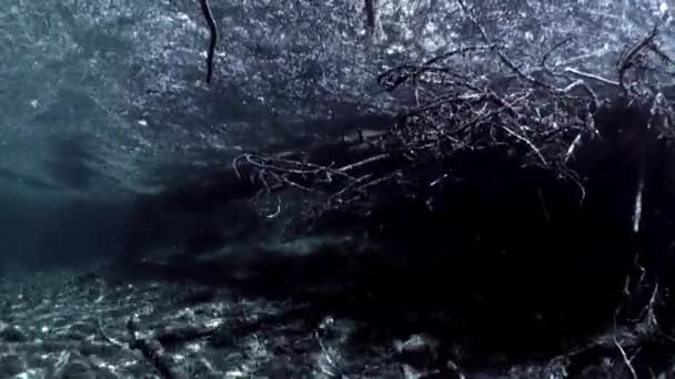 Fragments d'arbres et d'herbe dans le paysage sous-marin du lac Fernsteinsee . — Video