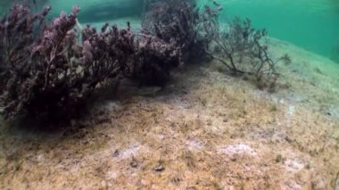 Ağaç ve otların arasında Fernsteinsee Gölü sualtı manzara parçaları.