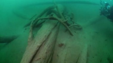 Ağaç ve otların arasında Fernsteinsee Gölü sualtı manzara parçaları.