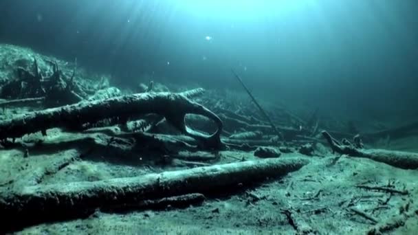 Fragment av träd och gräs i undervattenslandskap Fernsteinsee sjö. — Stockvideo