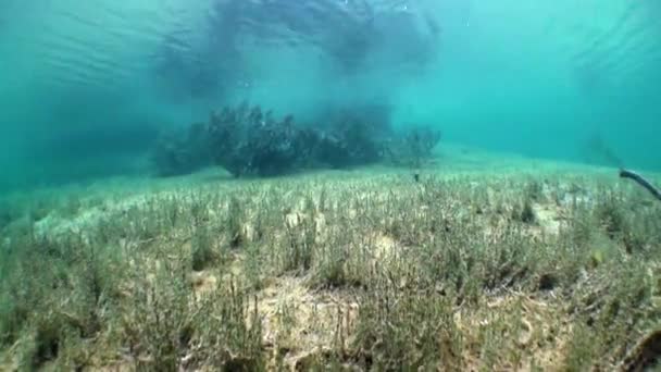 Baumfragmente und Gras in der Unterwasserlandschaft des Fernsteinsees. — Stockvideo