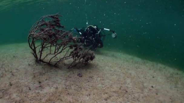 Фрагменты деревьев и травы в подводном ландшафте озера Фернштайнзе . — стоковое видео
