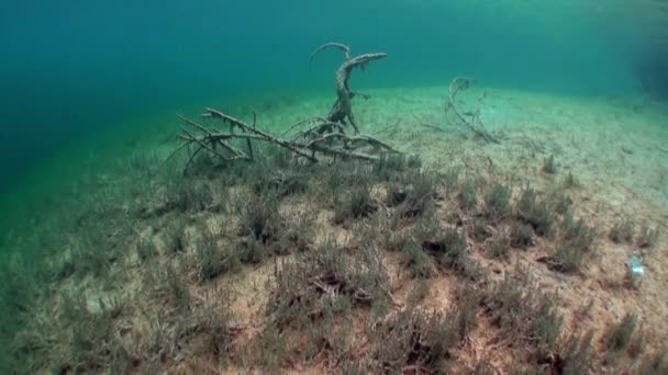 Ağaç ve otların arasında Fernsteinsee Gölü sualtı manzara parçaları. — Stok video