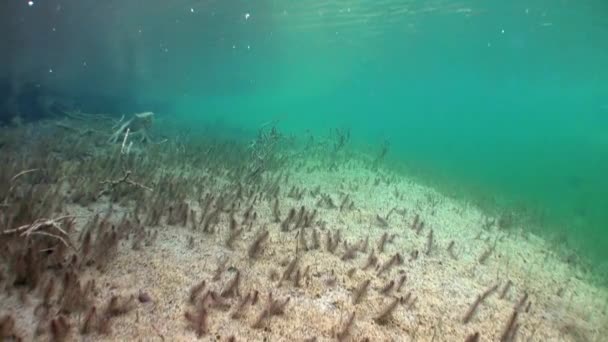 Fragmenty drzewa i trawa w podwodny krajobraz jeziora Fernsteinsee. — Wideo stockowe