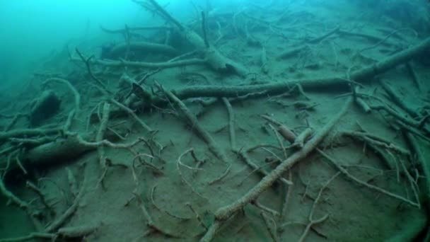 Фрагменти дерева і трави в підводний пейзажі, Fernsteinsee озера. — стокове відео