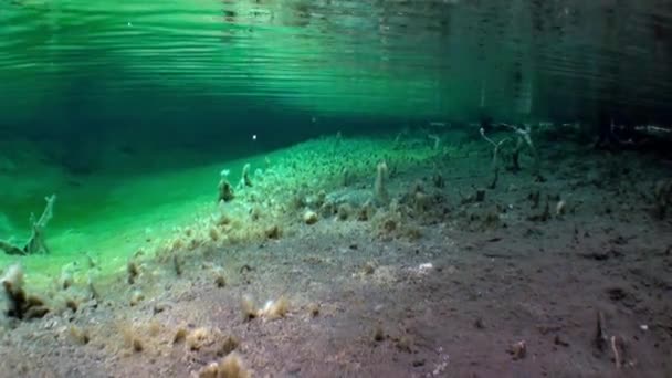 Töredékek a fák és a fű, a víz alatti táj Fernsteinsee-tó. — Stock videók