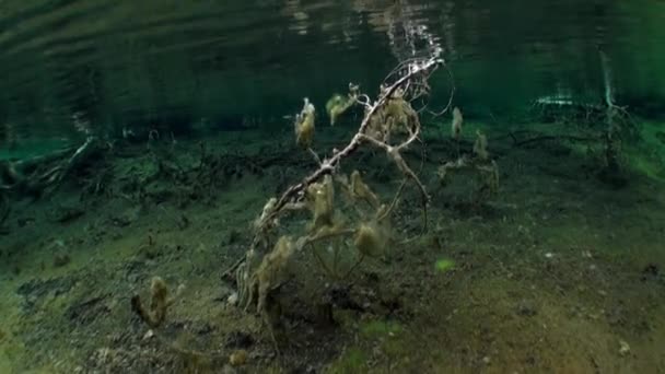 Fragmentos de árboles y hierba en el paisaje submarino del lago Fernsteinsee . — Vídeo de stock