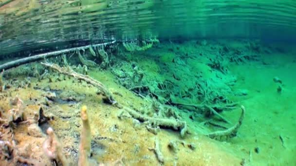 Fragmentos de árboles y hierba en el paisaje submarino del lago Fernsteinsee . — Vídeos de Stock