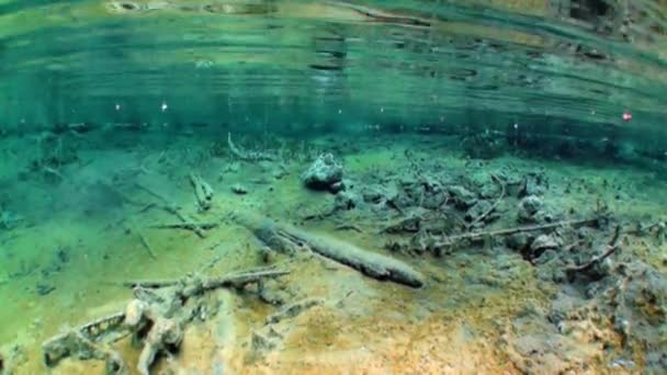 Fragmenty ze stromů a trávy v podvodní krajiny jezero Fernsteinsee. — Stock video