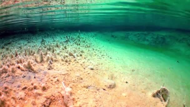 Baumfragmente und Gras in der Unterwasserlandschaft des Fernsteinsees. — Stockvideo