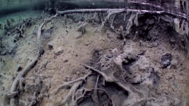 Fragments d'arbres et d'herbe dans le paysage sous-marin du lac Fernsteinsee . — Video