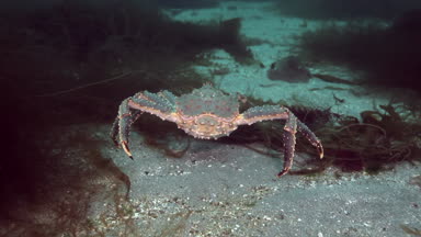 Kral Yengeç sualtı deniz dibinin Barents Denizi Rusya üzerinde su temiz şeffaf.