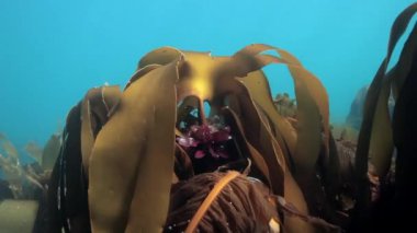 Barents Denizi Rusya'nın güneş ışığının yansıması sualtı deniz yosunu.