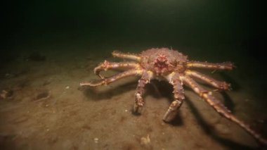 Dev Kral Yengeç sualtı deniz dibinin Barents Denizi Rusya üzerinde.