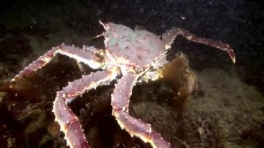 Dev Kral Yengeç gıda Barents Denizi üzerinde arama.