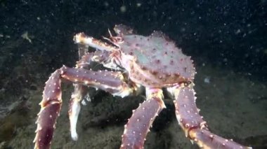 Dev Kral Yengeç gıda Barents Denizi üzerinde arama.