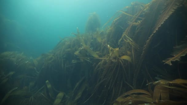 Giant kelp underwater in reflection of sunlight of Barents Sea Russia. — Stock Video