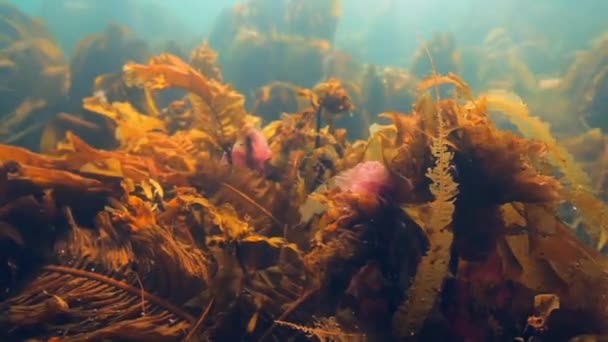 Alghe giganti kelp sott'acqua in riflesso della luce solare del Mare di Barents Russia . — Video Stock