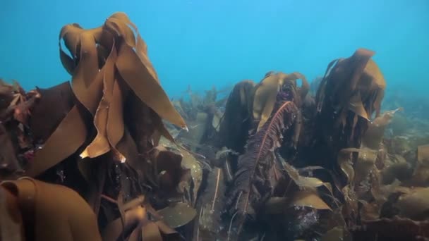 Algues sous-marines en reflet de la lumière du soleil de la mer de Barents Russie . — Video