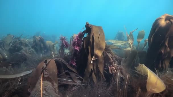 Algas marinas bajo el agua en reflejo de la luz solar del Mar de Barents Rusia . — Vídeos de Stock