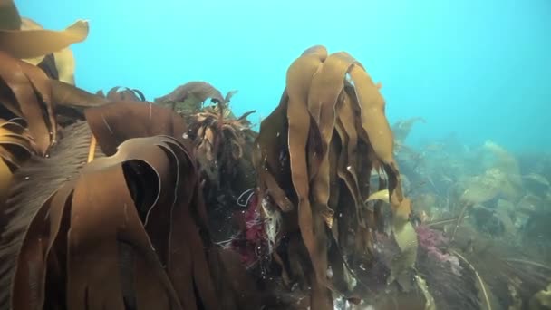 Algues sous-marines en reflet de la lumière du soleil de la mer de Barents Russie . — Video